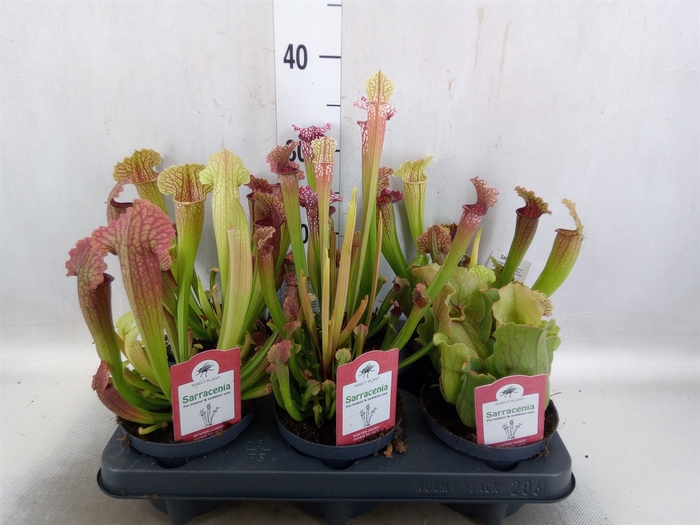 Sarracenia   ...