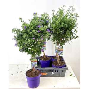 SOLANUM OV