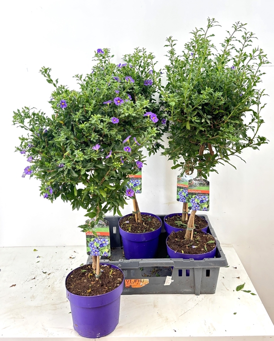 <h4>SOLANUM OV</h4>