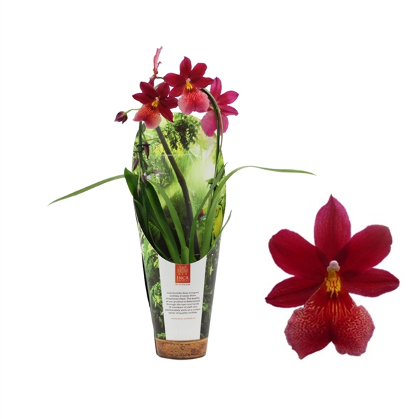 <h4>Inca Cambria Nelly Isler cascade 9cm in luxury jungle cover</h4>