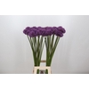 Allium Stratos