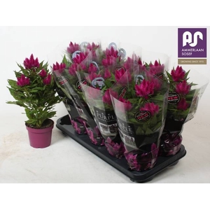 CEL DEEP PURPLE