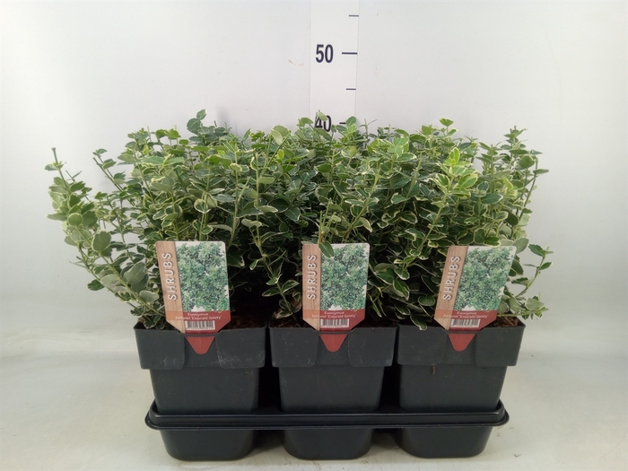 <h4>Euonymus fortunei 'Emerald Gaiety'</h4>
