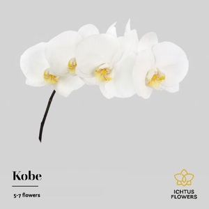 Phalaenopsis Kobe 5-7