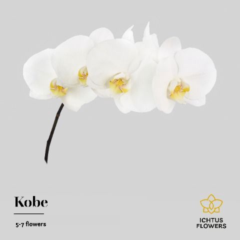 <h4>Phalaenopsis Kobe 5-7</h4>