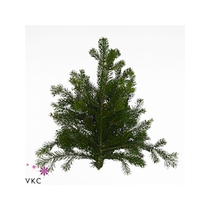 Christmas green nordmanniana per pak 5 kilo