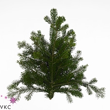 <h4>Christmas green nordmanniana per pak 5 kilo</h4>