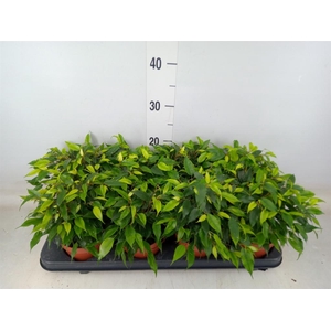 Ficus benja. 'Green Kinky'