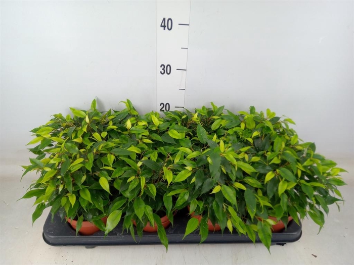 <h4>Ficus benja. 'Green Kinky'</h4>