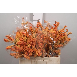 Ilex Ve Mag Cresgold