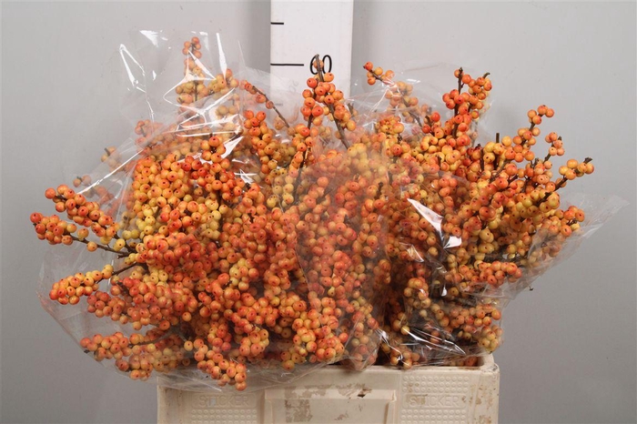 <h4>Ilex Ve Mag Cresgold</h4>