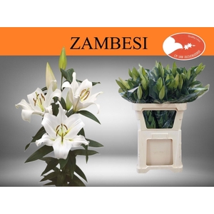 LI OT ZAMBESI