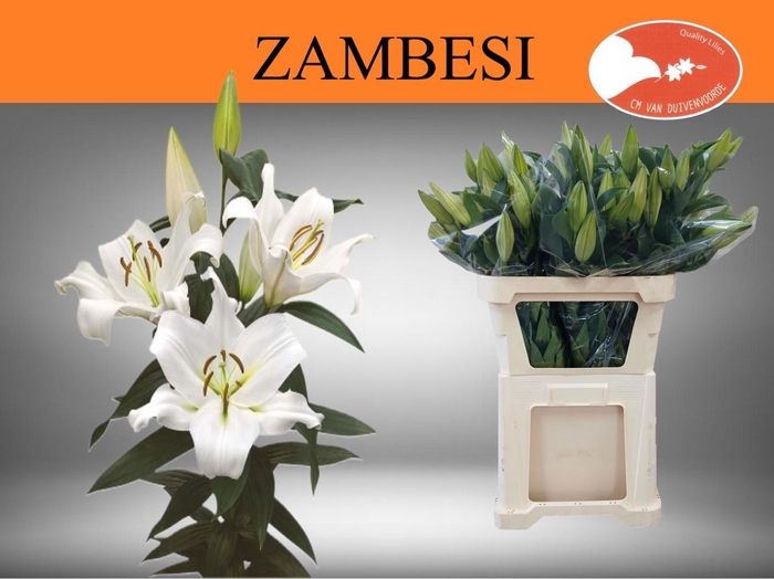 <h4>LI OT ZAMBESI</h4>
