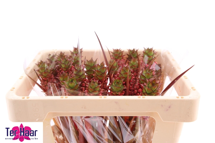 <h4>ANANAS LUCIDUS</h4>