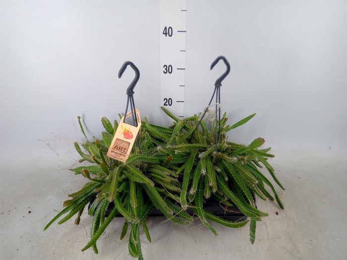 <h4>Hylocereus undatus</h4>