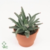 Cotyledon  'Octopus'