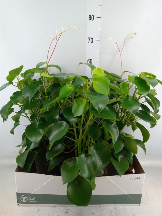 <h4>Peperomia polybotrya 'Raindrop'</h4>