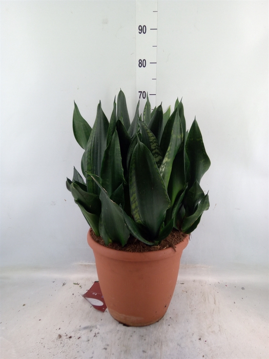 <h4>Sansevieria trifa.   ...</h4>