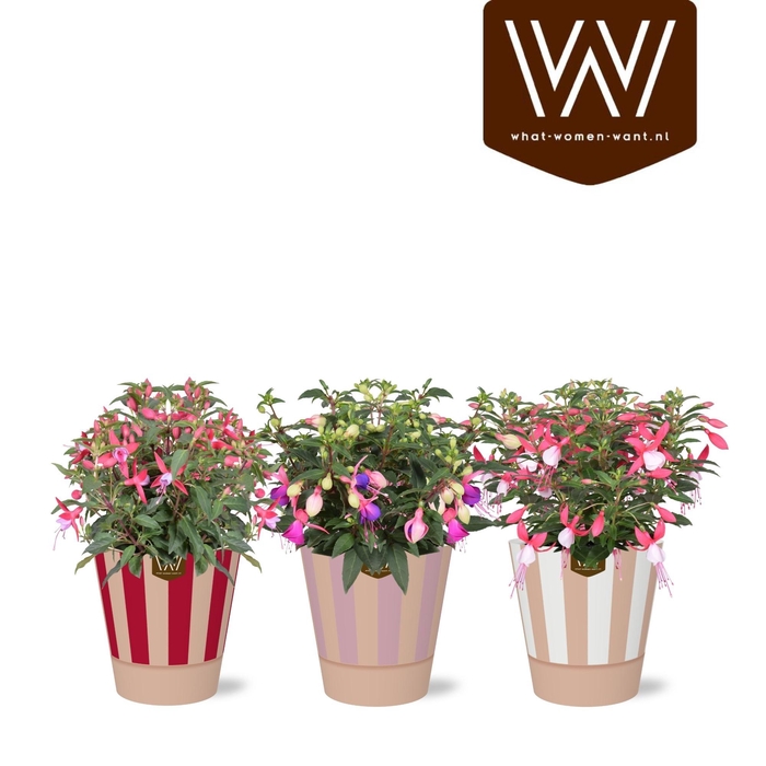 <h4>FUCHSIA B F GEM</h4>