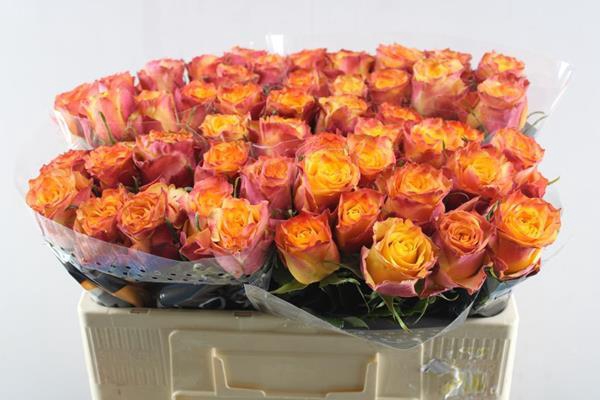 <h4>R Gr Wildfox L50</h4>