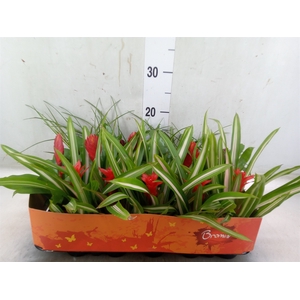 Bromelia   ...mix
