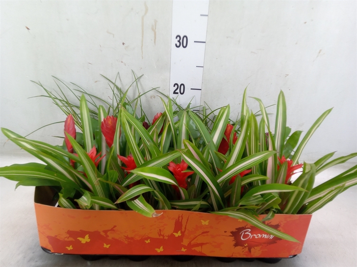 <h4>Bromelia   ...mix</h4>