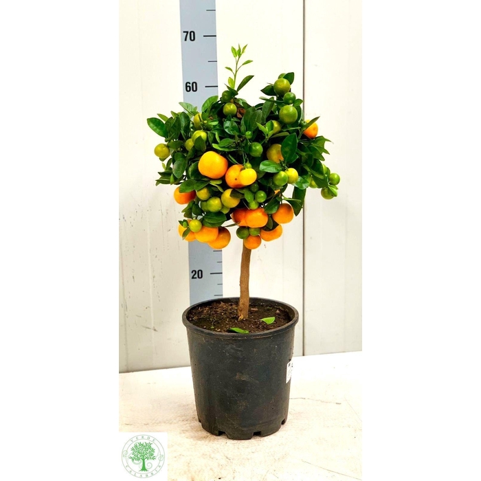 <h4>CITR MARGARITA</h4>