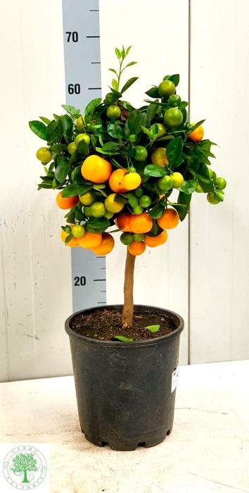 <h4>CITR MARGARITA</h4>