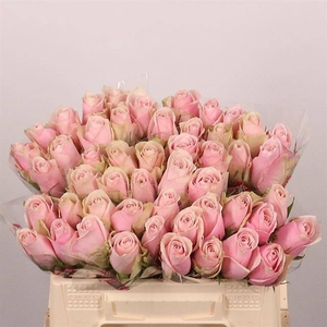 R Gr Pink Athena Extra Tima