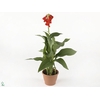 CANNA MADEIRA