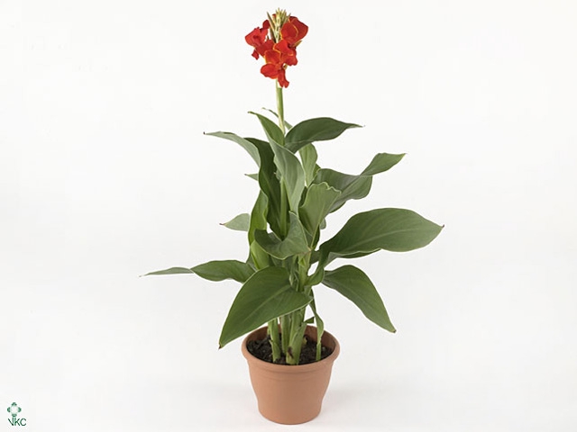 CANNA MADEIRA