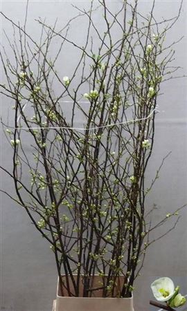 <h4>Chaenomeles Ivory White</h4>