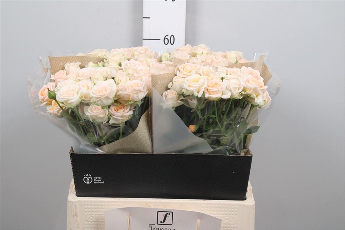 <h4>R Tr Morning Star</h4>