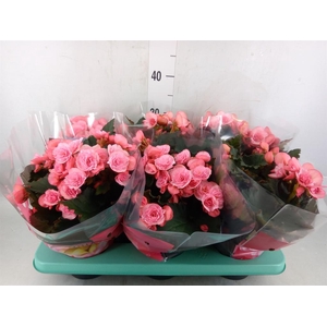 Begonia elat. DU 'Move2Joy Pink'