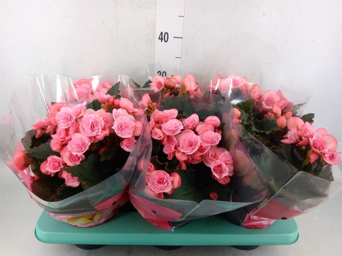 <h4>Begonia elat. DU 'Move2Joy Pink'</h4>