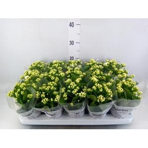 Kalanchoe blos. 'RosFlow Sia'