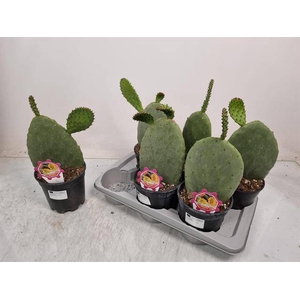 Opuntia azurea (Schijfcactus) (Cites) 17Ø 40cm