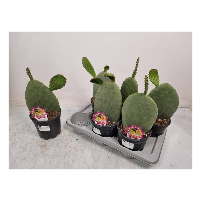 <h4>Opuntia azurea (Schijfcactus) (Cites) 17Ø 40cm</h4>
