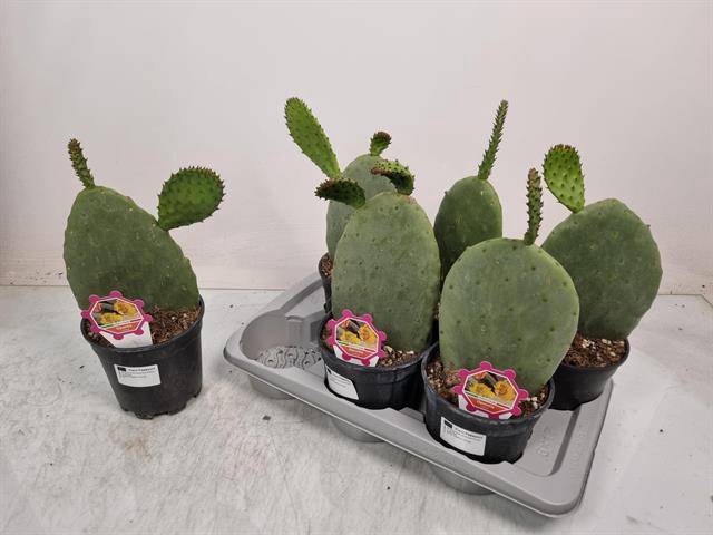 Opuntia azurea (Schijfcactus) (Cites) 17Ø 40cm