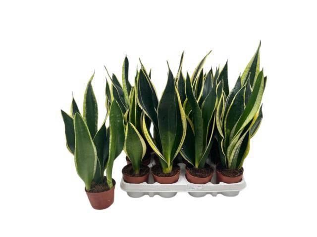 <h4>SANSEV BLACK GOLD</h4>