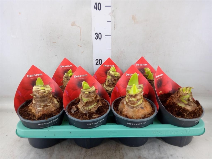 <h4>Hippeastrum   ...</h4>