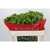 Hypericum Jungle Romance Spray