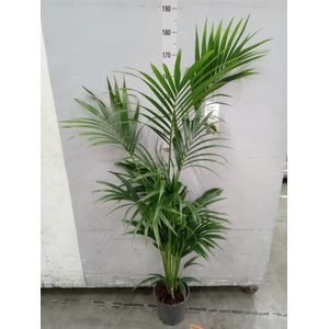 Howea forsteriana