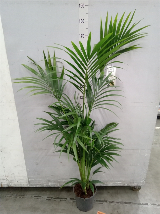 <h4>Howea forsteriana</h4>