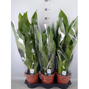 Spathiphyllum  'Bingo Cupido'