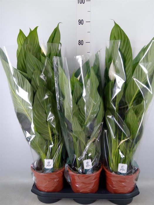 <h4>Spathiphyllum  'Bingo Cupido'</h4>