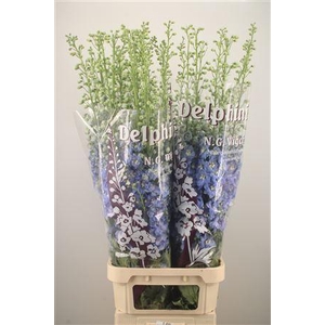 Delph El Dewi Boy Pale Blue