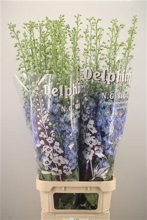 <h4>Delph El Dewi Boy Pale Blue</h4>