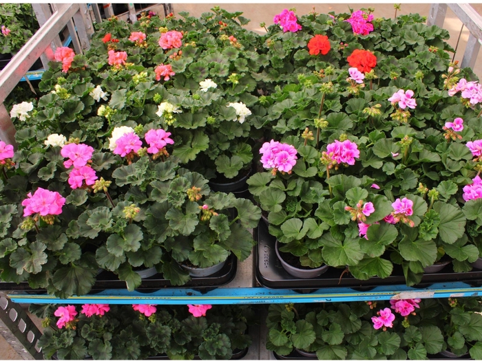 <h4>PEL ZON MIXK</h4>