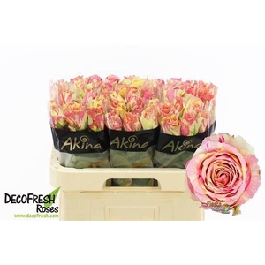 ROSA GR 'FIESTA'
